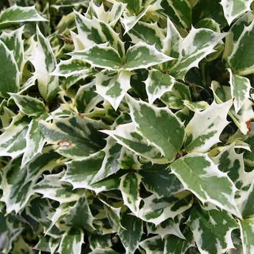 Osmanthus h. Variegatus, Variegated False Holly - Pb5 - Image 2