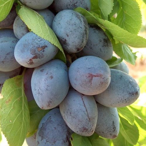 Prune Plum Cacak Fruitful - Pb18 - Image 2