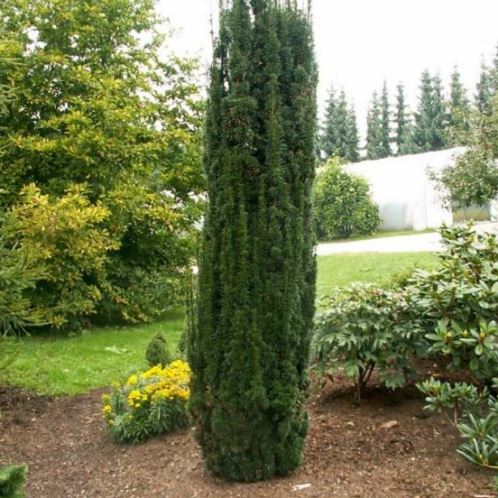 Taxus b. Fastigiata, Irish Yew - 35Ltr (140/170) - Image 2