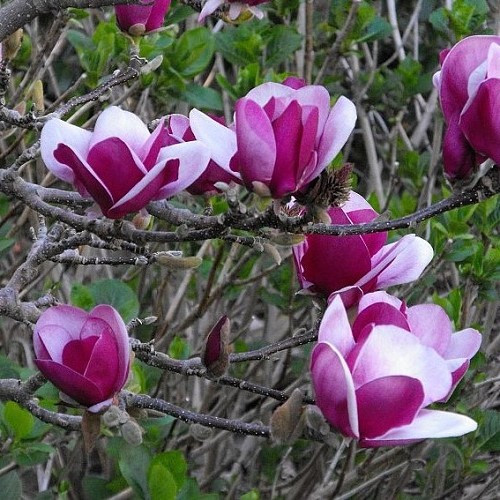 Magnolia Cameo - Pb18