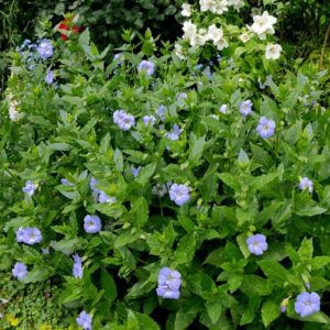Thunbergia natalensis, Dwarf Thunbergia - 2Ltr