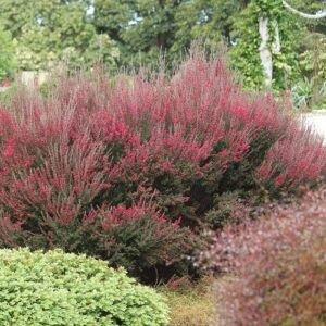 Leptospermum Wiri Joan, Manuka - 3Ltr