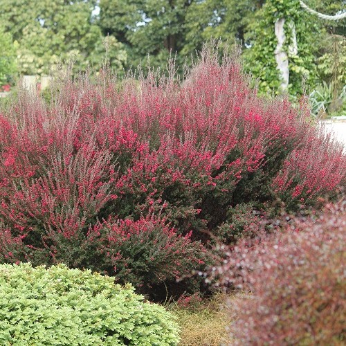 Leptospermum Wiri Joan, Manuka - Pot