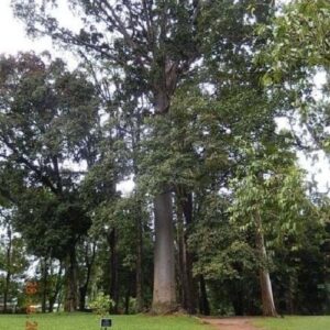 Agathis robusta, Queensland Kauri - Pb95