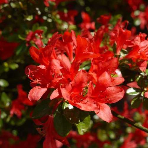 Azalea Addy Wery - 1Ltr