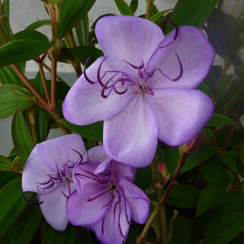 Tibouchina Blue Moon - 2Ltr