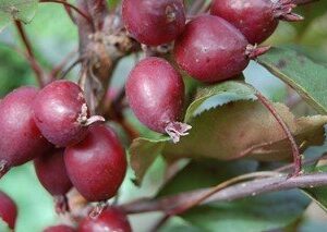Malus Strathmore, Crabapple - Pb18