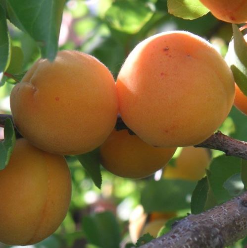 Apricot Katycot - Pb18 - Image 2
