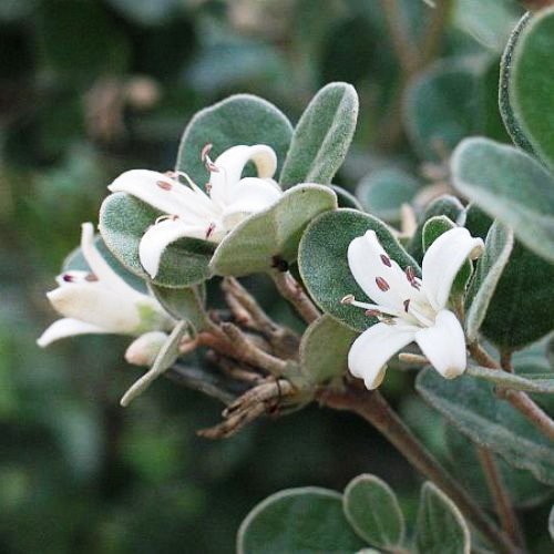 Correa alba - pb5 (25/40)