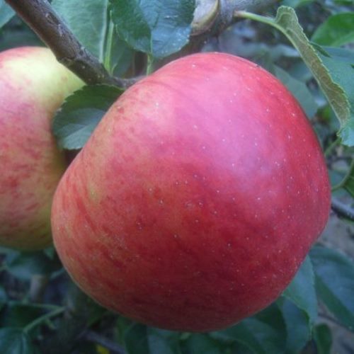 Apple Triple Splendour/Golden Delicious/Royal Gala