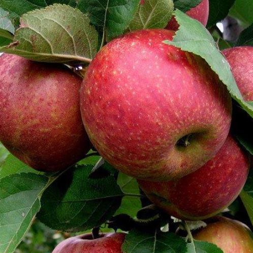 Apple Belle de Boskoop - Pb12 - Image 2