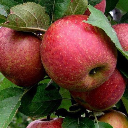 Apple Belle de Boskoop - Pb12