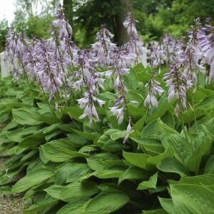 Hosta Sum and Substance - Pb3