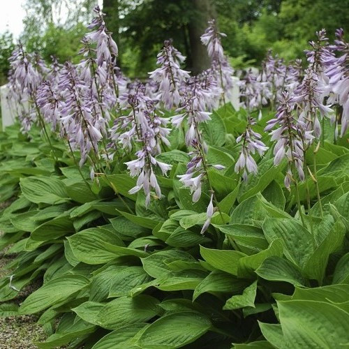 Hosta Sum and Substance - Pb3