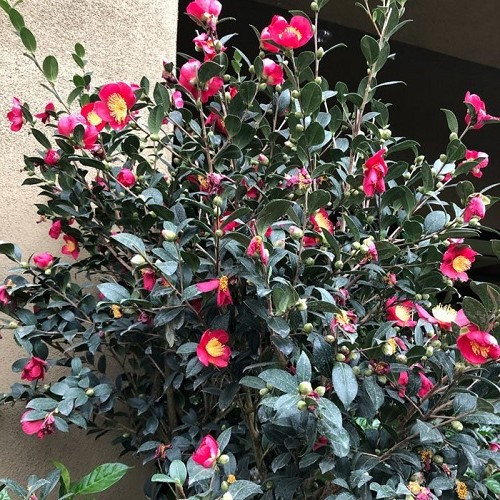 Camellia Yuletide - Pb6.5 (40/60)