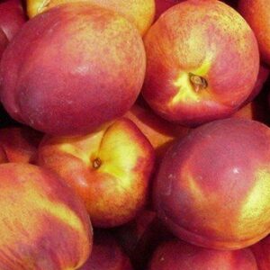 Nectarine Redgold - Pb12/Pb18