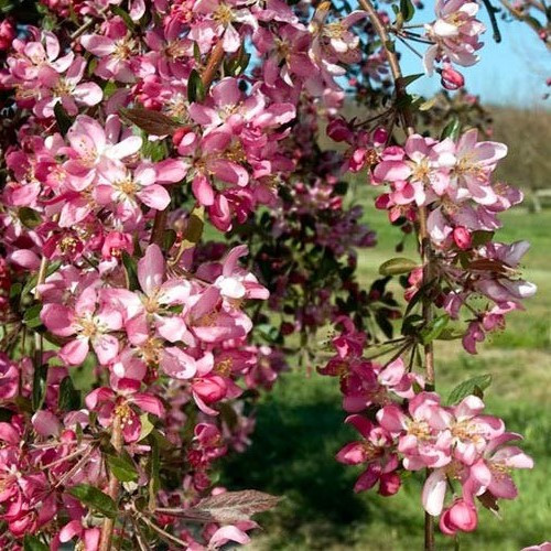 Malus Echtermeyer, Crabapple - Pb28/Pb40 (std 1.7m) - Image 2