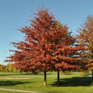 Quercus palustris, Pin Oak - Pb28