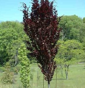 Fagus sylvatica Dawyck Purple - Pb28