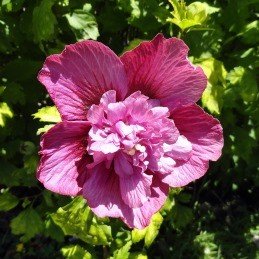 Hibiscus Collie Mullen's - Pb6.5