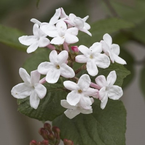 Viburnum x Fulbrook - 3.3Ltr - Image 2