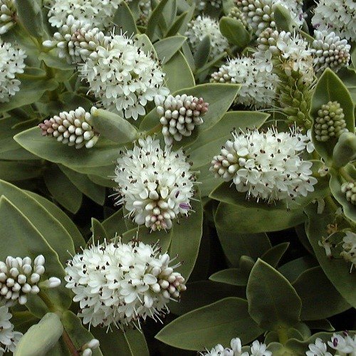 Hebe albicans - Pb5 - Image 2