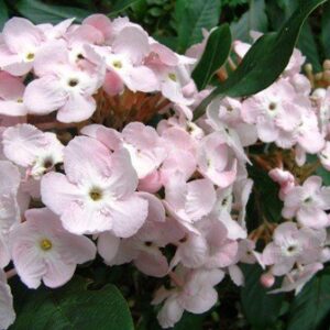 Luculia pin. Fragrant Cloud - pb6.5/3.5ltr