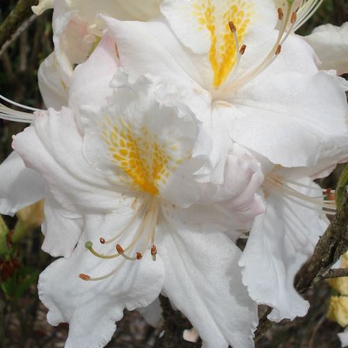 Azalea Eskimo Pie (dec.) - 3Ltr - Image 2