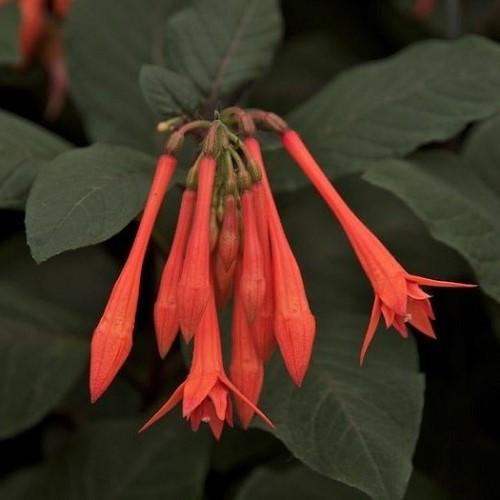 Fuchsia Gartenmeister Bonstedt - Pb6.5