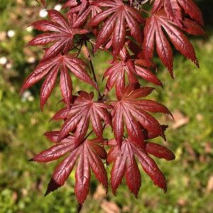 Acer Trompenburg - Pb28