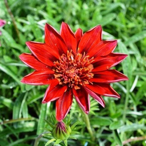 Gazania Velvet Belle, Treasure Flower - 1.5Ltr - Image 2