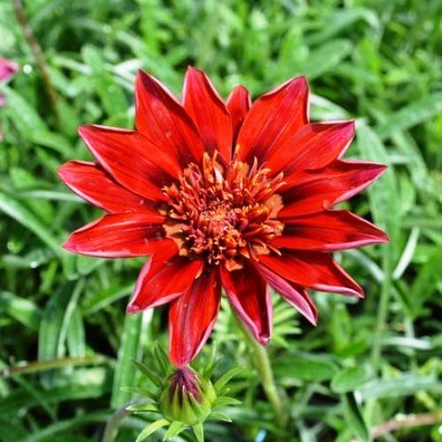 Gazania Velvet Belle, Treasure Flower - 1.5Ltr