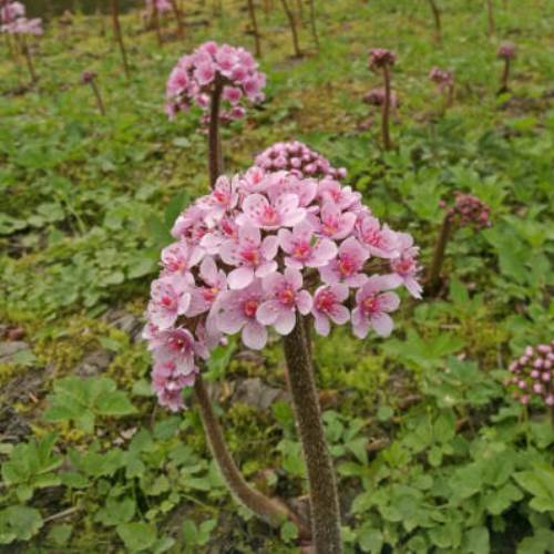 Darmeria peltata, Umbrella Plant - 2Ltr/Pb6.5 - Image 2