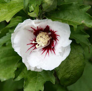 Hibiscus Flying Flag - Pb6.5 (30/40)