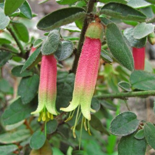 Correa reflexa Dusky Bells - Pb5 - Image 2
