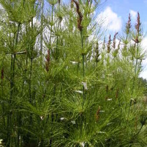 Elegia capensis - pb6.5 (70/100)
