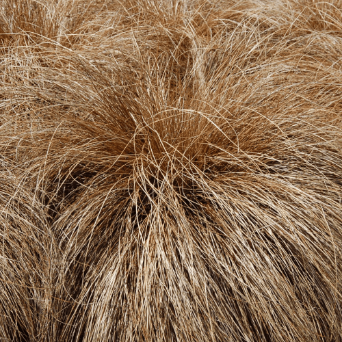 Carex c. Bronze, Hair Sedge - Pb3/4