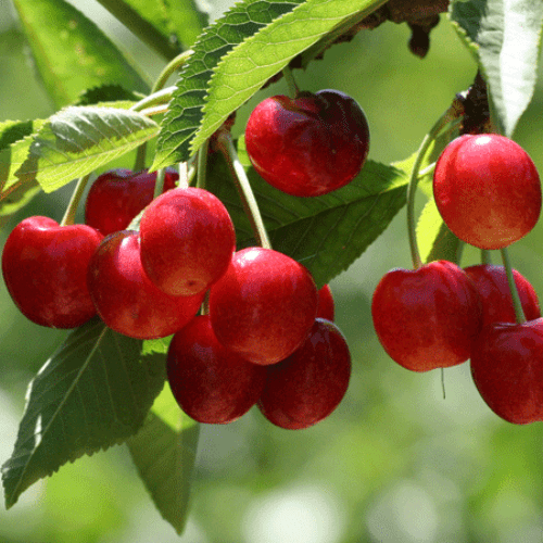 Cherry Bing - Pb12 - Image 2