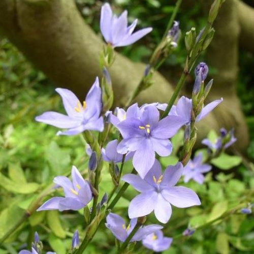 Orthrosanthus multiflorus, Morning Iris - Pb5 - Image 2