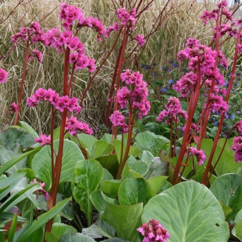 Bergenia Bressingham Ruby - 0.5Ltr/1.5Ltr (5/10) - Image 2