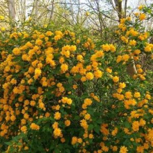Kerria japonica Pleniflora, Japanese Rose - Pb6.5