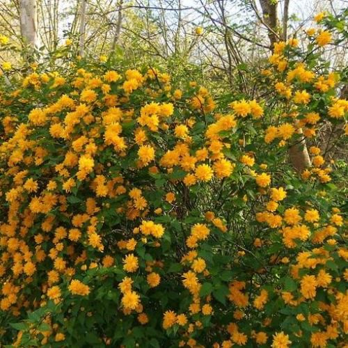 Kerria japonica Pleniflora, Japanese Rose - Pb6.5