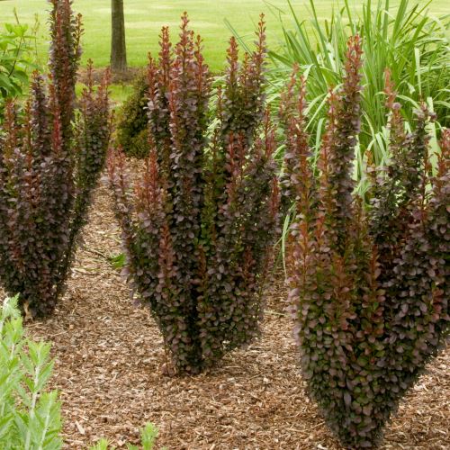 Berberis Helmond Pillar - 4.5Ltr - Image 2