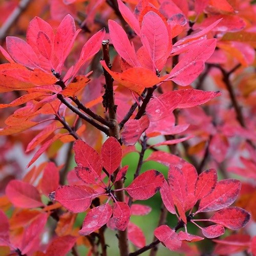 Cotinus Velvet Cloak, Smoke Bush - Pb6.5 - Image 2