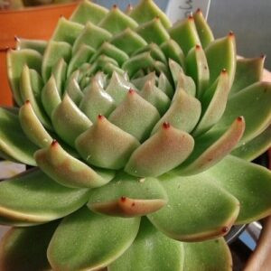 Echeveria Green Waterlily
