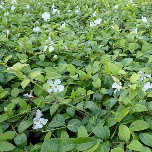 Vinca m. alba, Lesser Periwinkle - 1.5Ltr