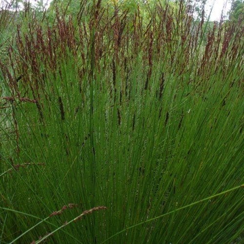 Chondropetalum tectorum - pb60 (150/180) - Image 2