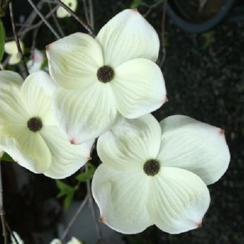 Cornus x Eddies White Wonder - Pb18/Pb28 - Image 2