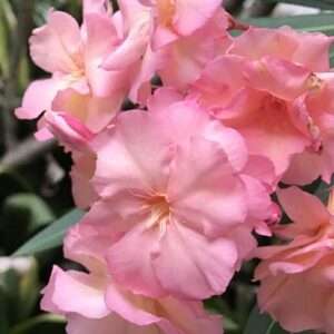 Nerium Semi-Double Pink, Oleander