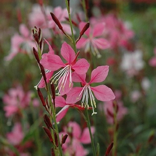 Gaura Ballerina Rose - 1.5Ltr - Image 2